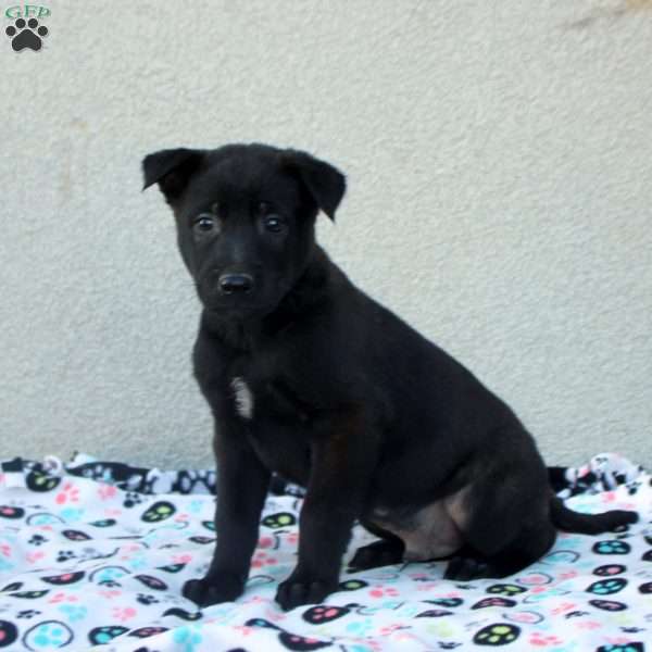 Franklin, Belgian Malinois Puppy