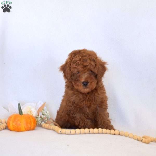Franklin, Toy Poodle Puppy