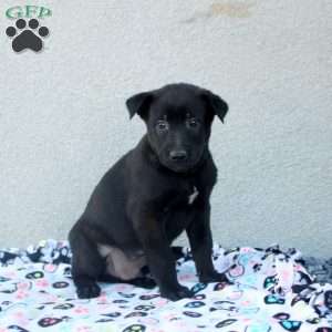 Franklin, Belgian Malinois Puppy
