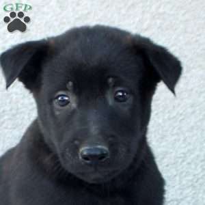 Franklin, Belgian Malinois Puppy