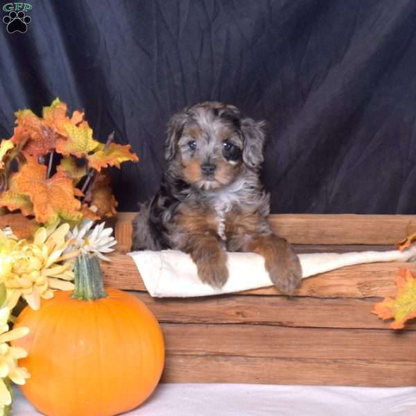 Freckles, Cavapoo Puppy