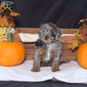 Freckles, Cavapoo Puppy