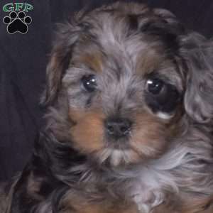 Freckles, Cavapoo Puppy