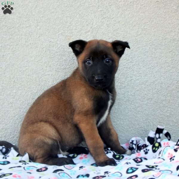 Fred, Belgian Malinois Puppy