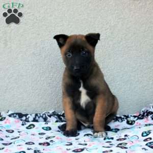 Fred, Belgian Malinois Puppy