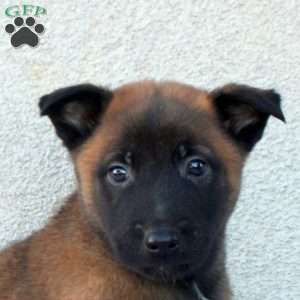 Fred, Belgian Malinois Puppy