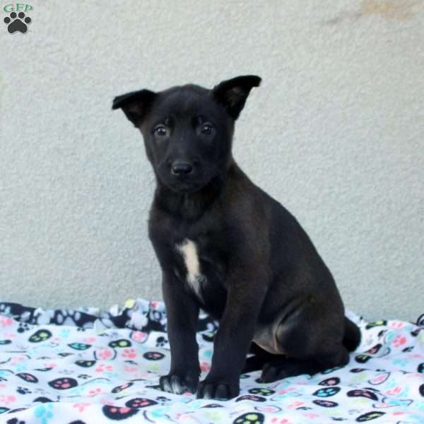 Freya, Belgian Malinois Puppy