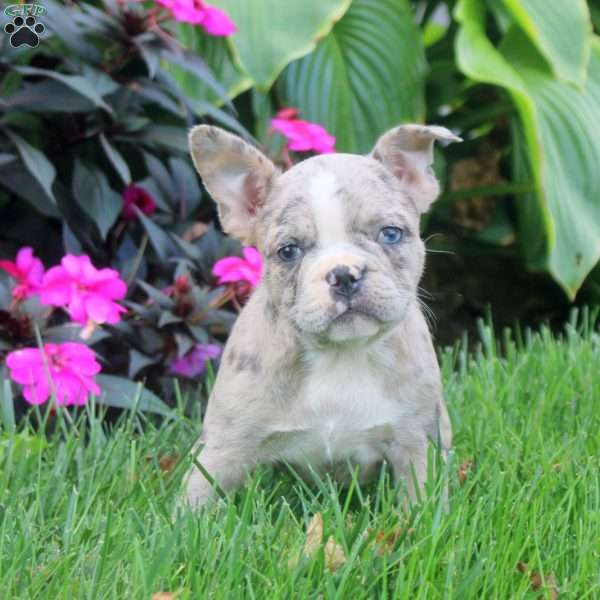 Freya, Frenchton Puppy