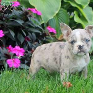 Freya, Frenchton Puppy