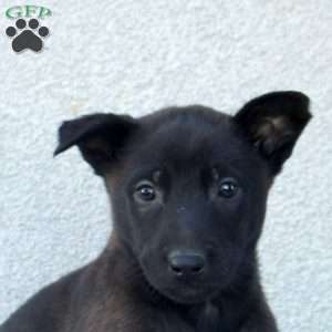 Freya, Belgian Malinois Puppy