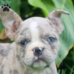 Freya, Frenchton Puppy