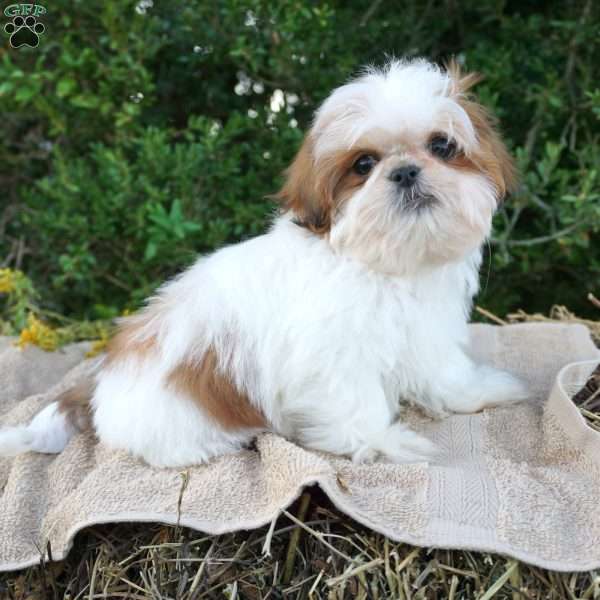 Frisky, Shih Tzu Puppy