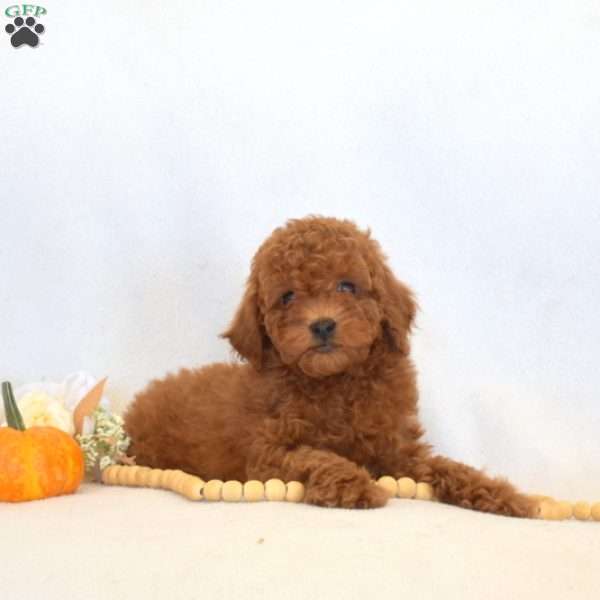 Fritter, Toy Poodle Puppy