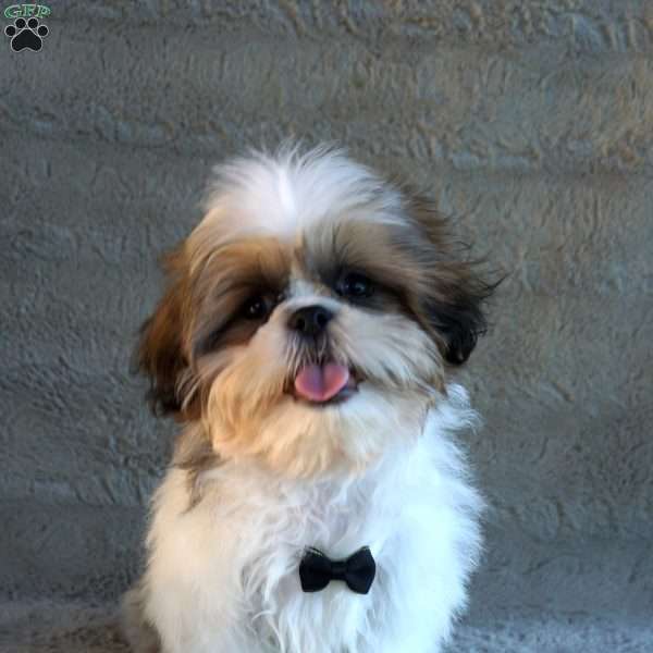 Fritz, Shih Tzu Puppy