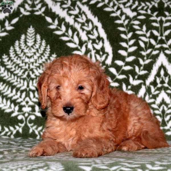 Funky, Mini Goldendoodle Puppy