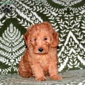 Funky, Mini Goldendoodle Puppy