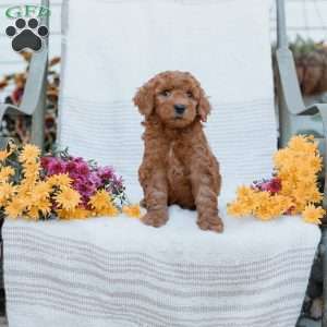 Jared, Goldendoodle Puppy