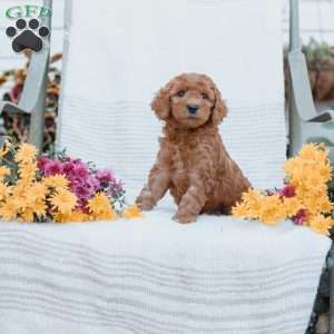 Jared, Goldendoodle Puppy