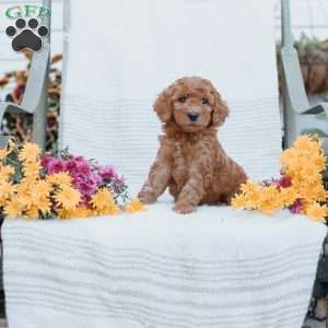 Jared, Goldendoodle Puppy