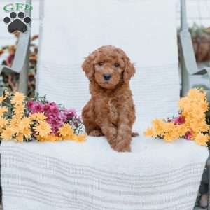 Jared, Goldendoodle Puppy