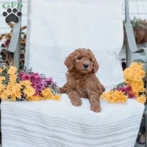Jared, Goldendoodle Puppy