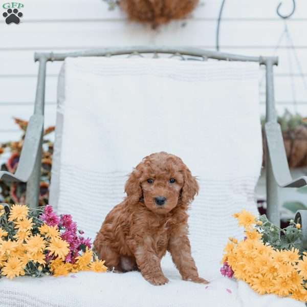Jared, Goldendoodle Puppy
