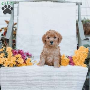 Jenna, Goldendoodle Puppy