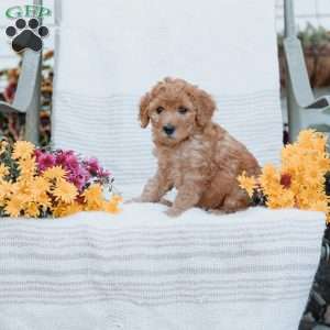 Jenna, Goldendoodle Puppy