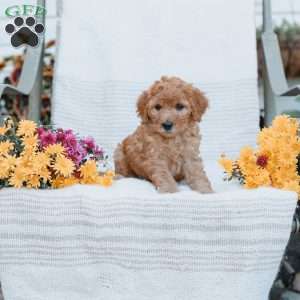 Jenna, Goldendoodle Puppy