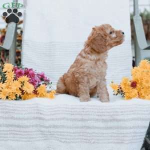 Jenna, Goldendoodle Puppy