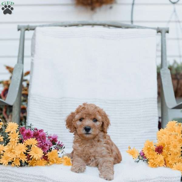 Jenna, Goldendoodle Puppy