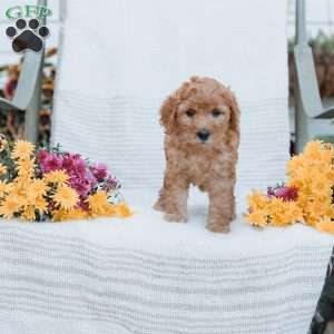 Jenna, Goldendoodle Puppy