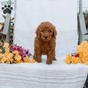 Jeremy, Goldendoodle Puppy