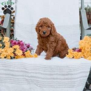 Jeremy, Goldendoodle Puppy