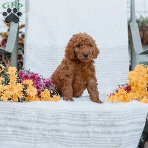 Jeremy, Goldendoodle Puppy