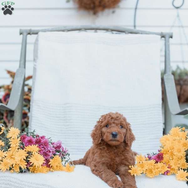 Jeremy, Goldendoodle Puppy