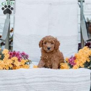 Joy, Goldendoodle Puppy