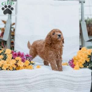 Joy, Goldendoodle Puppy