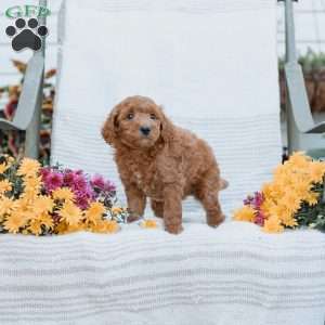 Joy, Goldendoodle Puppy