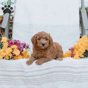 Joy, Goldendoodle Puppy