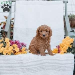 Joy, Goldendoodle Puppy