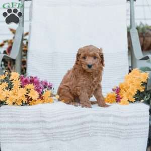 Joy, Goldendoodle Puppy