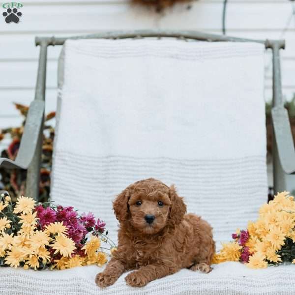 Joy, Goldendoodle Puppy
