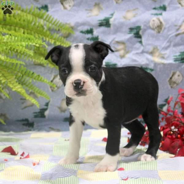 Gab, Boston Terrier Puppy