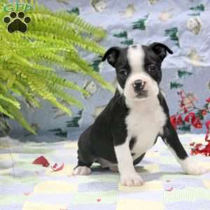 Gab, Boston Terrier Puppy