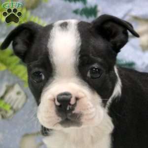 Gab, Boston Terrier Puppy