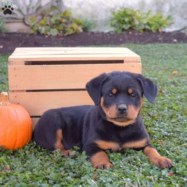 Gabby, Rottweiler Puppy