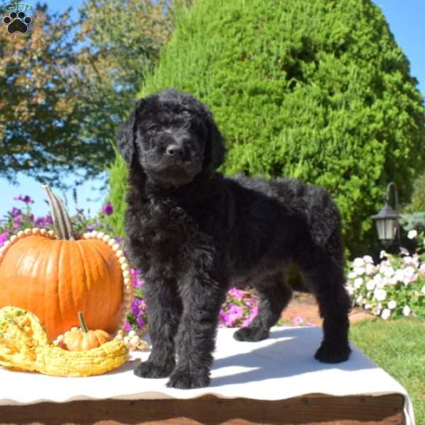 Gabby, Rottie-Poo Puppy
