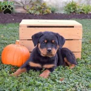 Gabby, Rottweiler Puppy