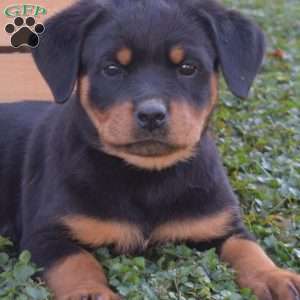 Gabby, Rottweiler Puppy